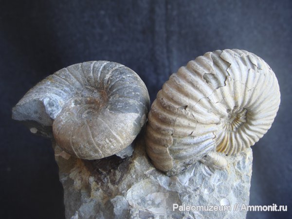 аммониты, мел, Адыгея, Ammonites, Colombiceras, Eogaudryceras, Cretaceous