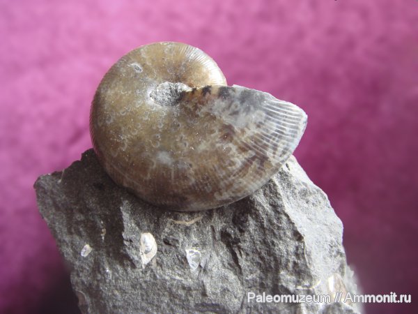 мел, Euphylloceras, Адыгея, Phylloceratidae, Cretaceous