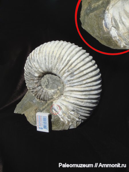 мел, Адыгея, Cretaceous