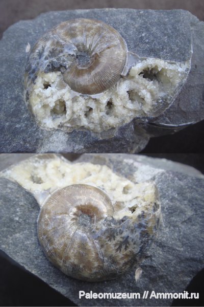 мел, Адыгея, Phylloceratidae, Cretaceous