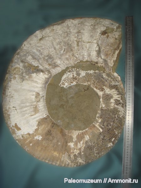 мел, Ammonitoceras, Адыгея, Cretaceous