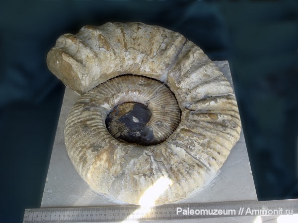 мел, Ammonitoceras, Адыгея, р. Белая, Cretaceous
