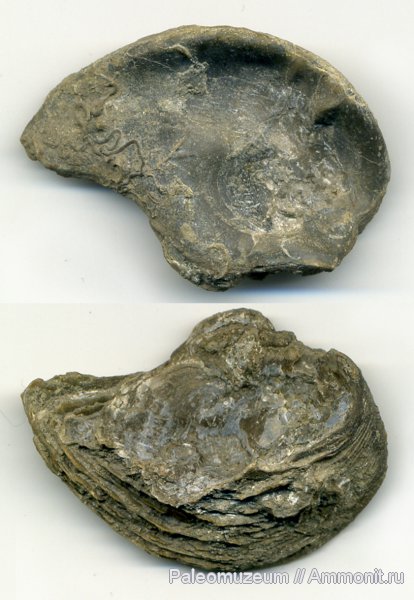 юра, Адыгея, р. Белая, Jurassic