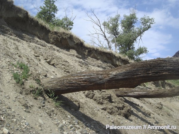 четвертичный период, Адыгея
