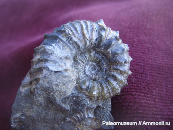 мел, Diadochoceras, Cretaceous