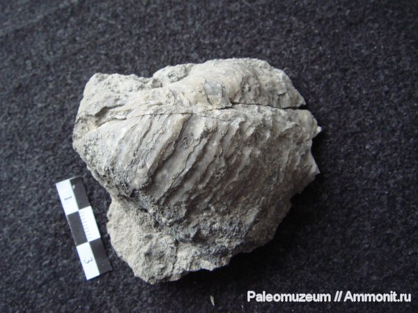 юра, Адыгея, устрицы, Jurassic