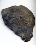 Pecopteris sp. деталь 2 Pecopteris sp. деталь 2