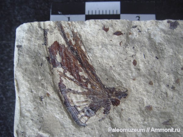 рыбы, чешуя, Адыгея, fish