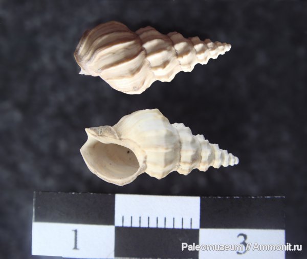 гастроподы, неоген, Адыгея, Cerithium