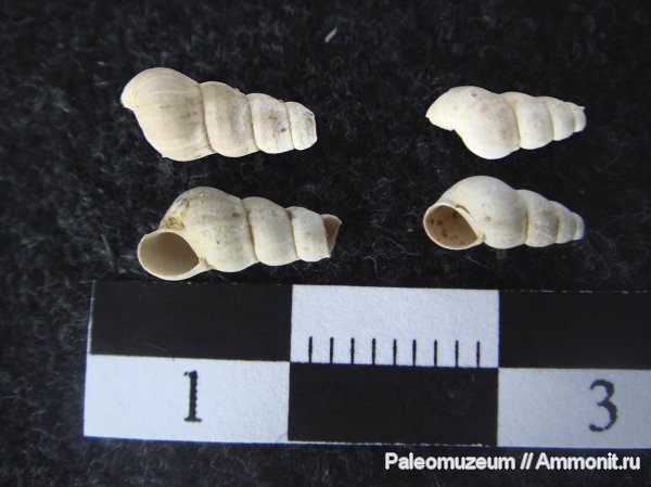 неоген, двустворки, Адыгея, Odostomia