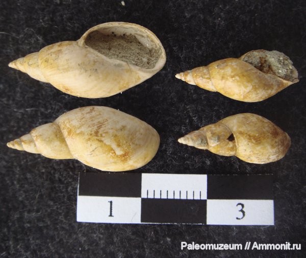 гастроподы, неоген, Адыгея, Galba