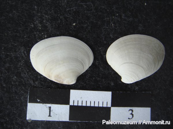 неоген, двустворки, Адыгея, Protothaka