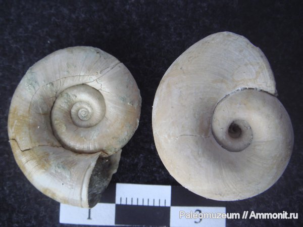 гастроподы, неоген, Адыгея, Skenea