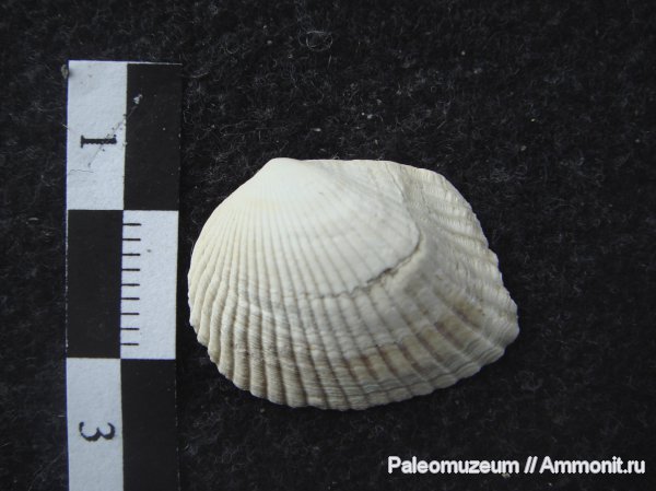 неоген, двустворки, Адыгея, Cardium