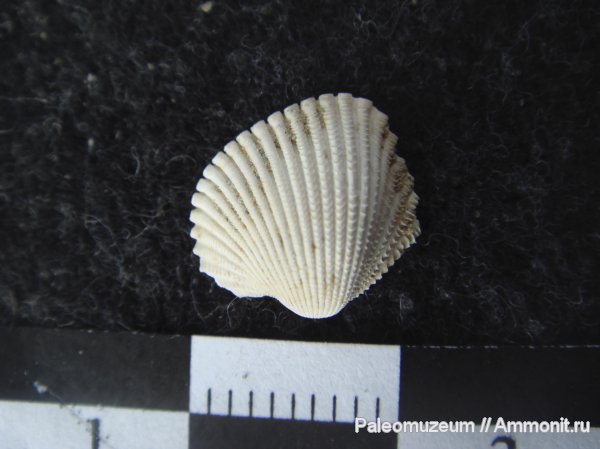 неоген, двустворки, Адыгея, Cardium