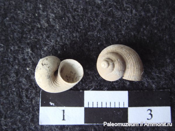 гастроподы, неоген, Адыгея, Vanikoro