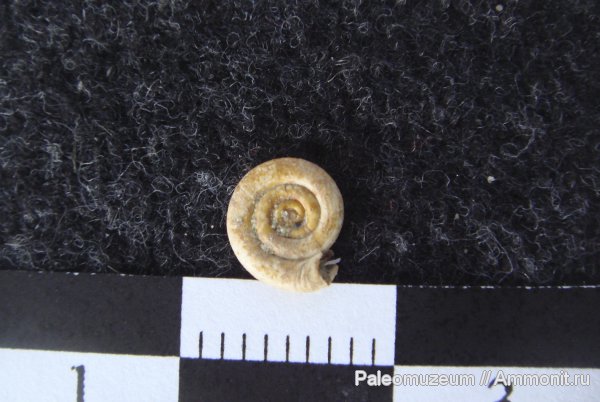 гастроподы, неоген, Адыгея