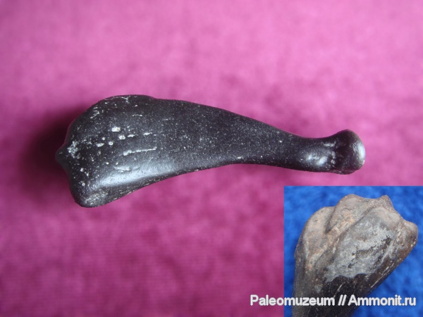 млекопитающие, Адыгея, р. Белая, тюлени