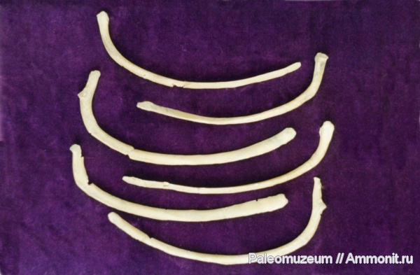 дельфины, Адыгея, Kentriodontidae, miocene dolphin