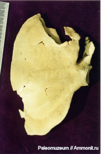 дельфины, Адыгея, Kentriodontidae, miocene dolphin