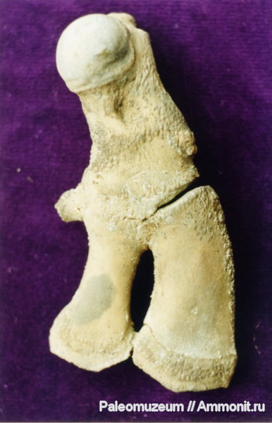 дельфины, Адыгея, Kentriodontidae, miocene dolphin