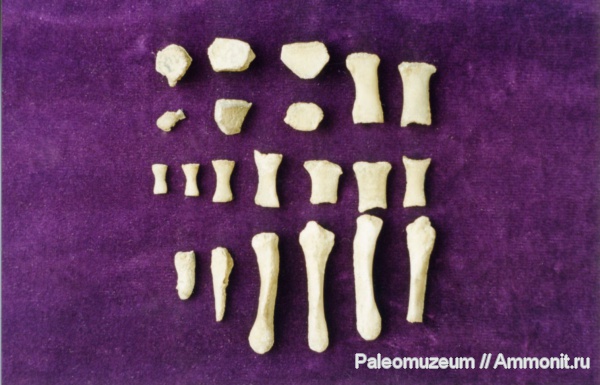 дельфины, Адыгея, Kentriodontidae, miocene dolphin