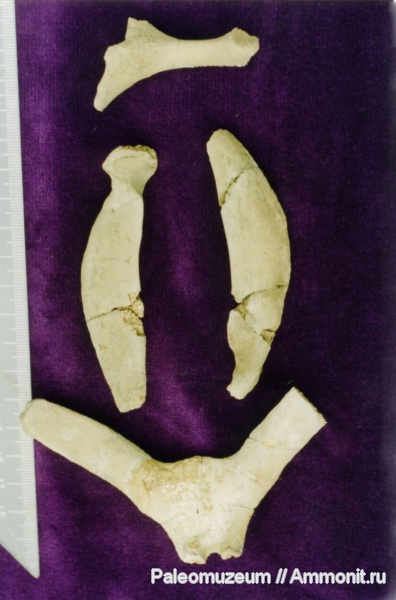 дельфины, Адыгея, Kentriodontidae, miocene dolphin