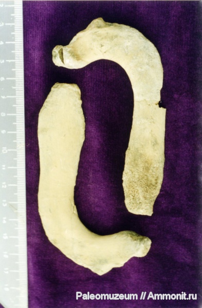 дельфины, Адыгея, Kentriodontidae, miocene dolphin