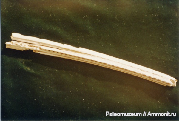 дельфины, Адыгея, Kentriodontidae, miocene dolphin