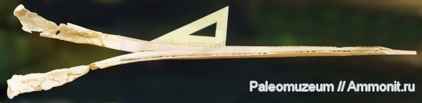 дельфины, Адыгея, Kentriodontidae, miocene dolphin