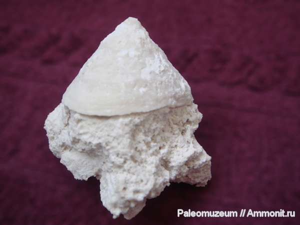 юра, Адыгея, конус, Jurassic