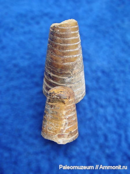 белемниты, мел, фрагмоконы, Адыгея, р. Белая, Belemnitida, Cretaceous, belemnites, phragmocones