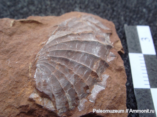 триас, Monotis, Мостовский район, Triassic