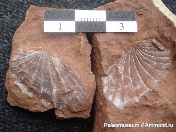 триас, Monotis, Мостовский район, Triassic