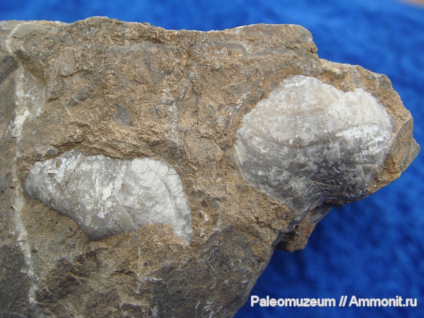 брахиоподы, триас, Spiriferida, Мостовский район, Triassic