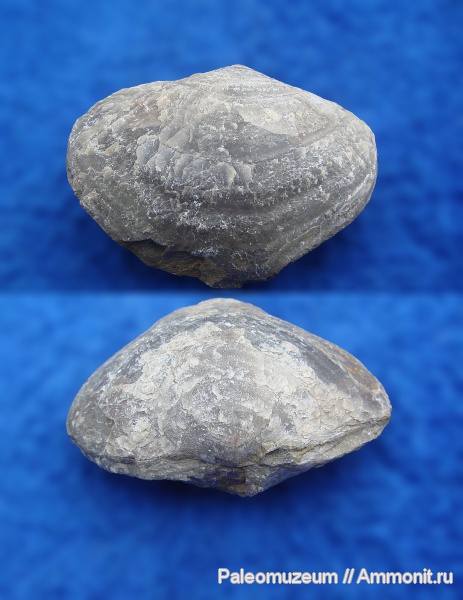 брахиоподы, триас, Мостовский район, Triassic