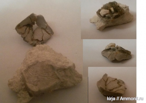 Зубы карбоновых рыб