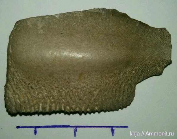 Psephodus, Карьер Заборье