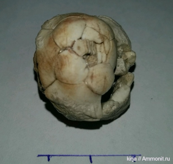 морские лилии, карбон, Aesiocrinus