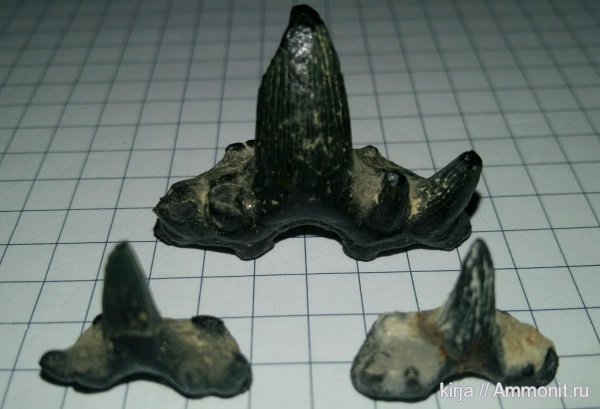 гжельский ярус, зубы рыб, Glikmanius occidentalis