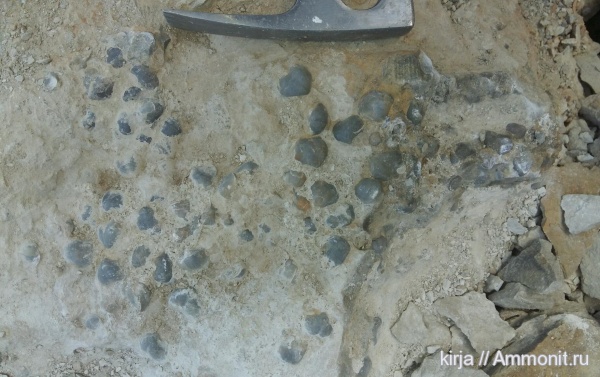 Martinia, Speriferida