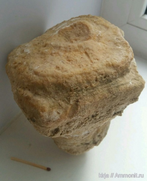 карбон, губки, Chaetetes