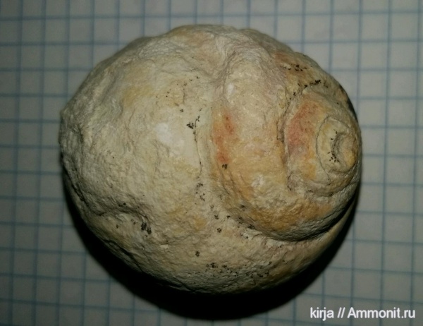 гастроподы, карбон, Soleniscus, Soleniscus globosus