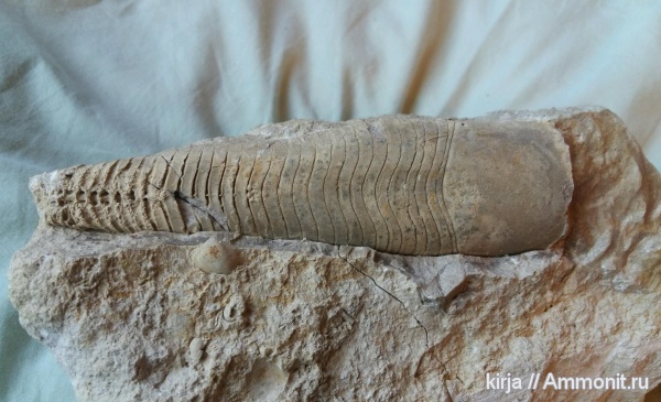 Loxoceras, Actinocerida