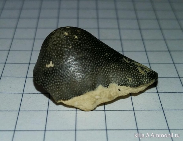 карбон, зубы рыб, Agassizodus