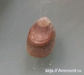 брахиоподы, карбон, Lingula, Lingula elliptica