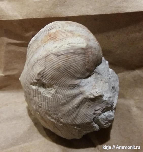 брахиоподы, карбон, Linoproductus, Productida