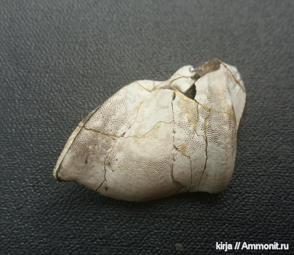 карбон, рыбы, зубы, Menaspiformes, Заборье, Deltoptychius