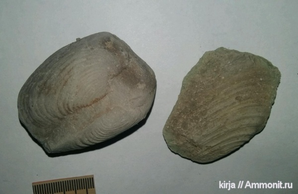 карбон, двустворчатые моллюски, Wilkingia