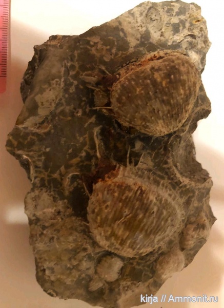 брахиоподы, Productida, Pugilus